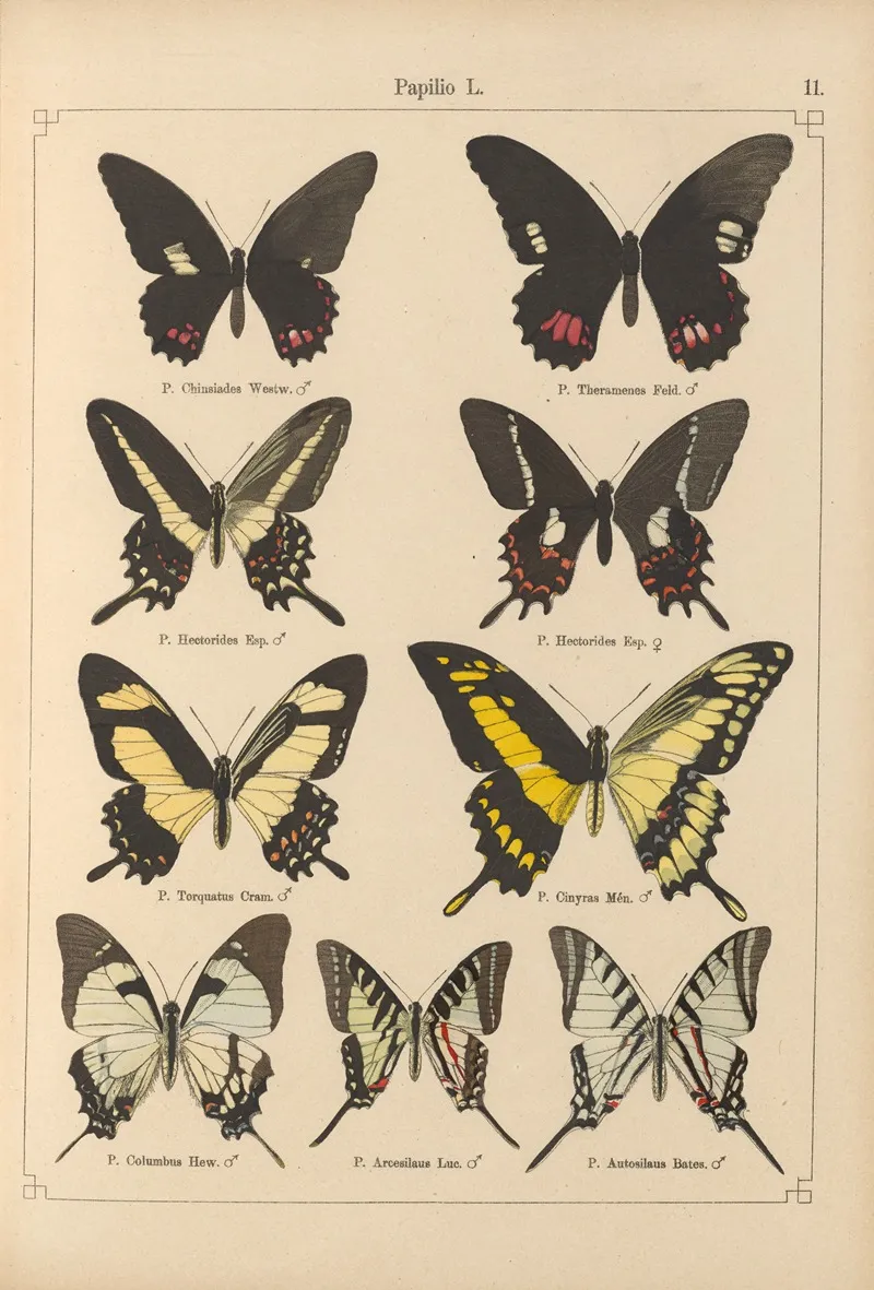 Exotische Schmetterlinge Pl 011 Wall Art by Otto Staudinger - High-Resolution Digital Print