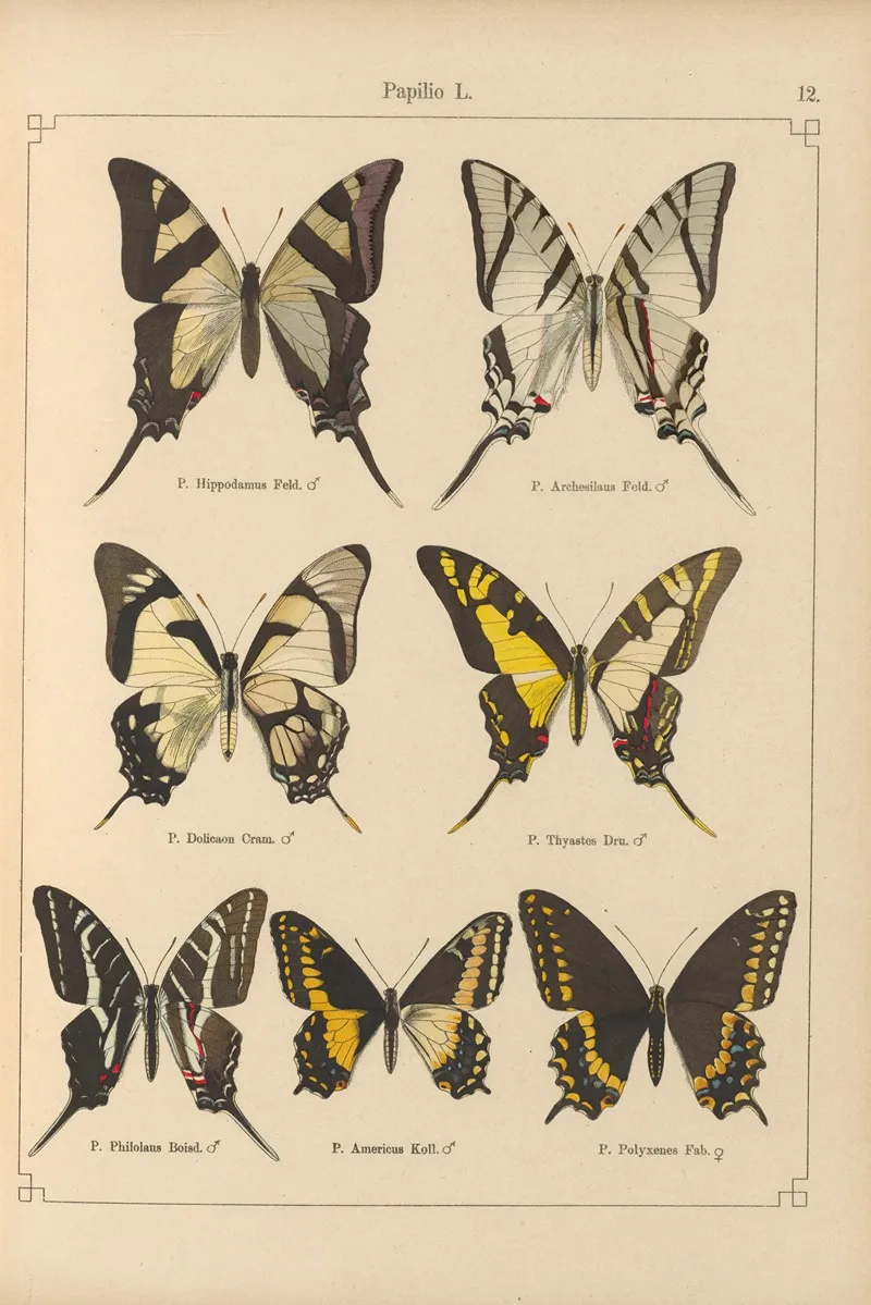 Exotische Schmetterlinge Pl 012 Wall Art by Otto Staudinger - High-Resolution Digital Print
