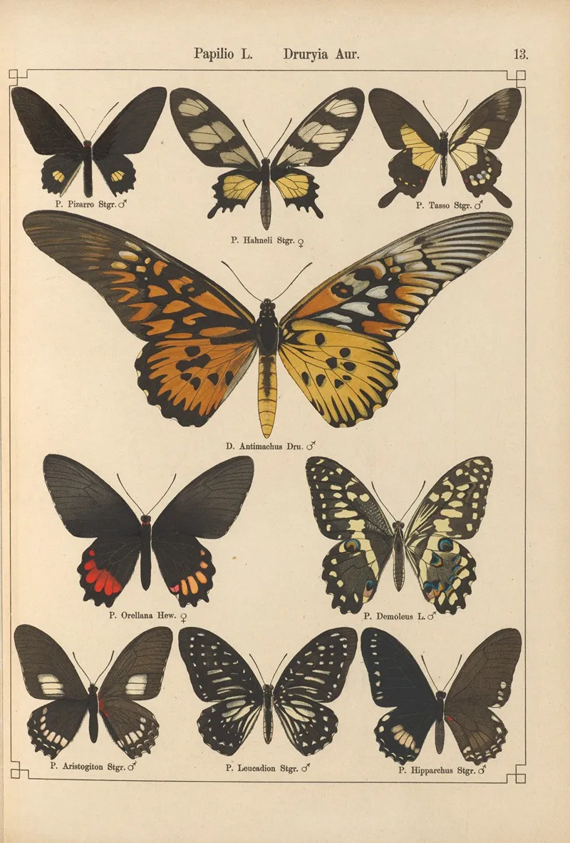Exotische Schmetterlinge Pl 013 Wall Art by Otto Staudinger - High-Resolution Digital Print