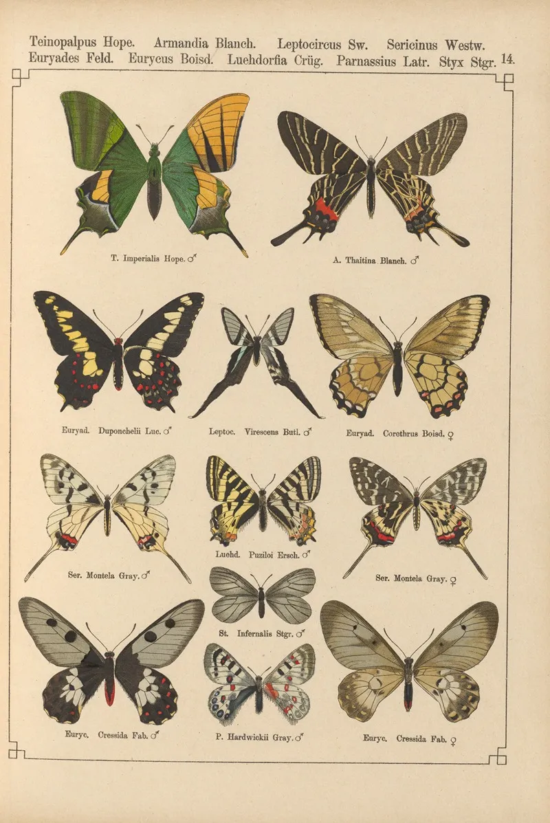 Exotische Schmetterlinge Pl 014 Wall Art by Otto Staudinger - High-Resolution Digital Print