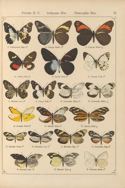 Exotische Schmetterlinge Pl 015 Wall Art by Otto Staudinger - High-Resolution Digital Print