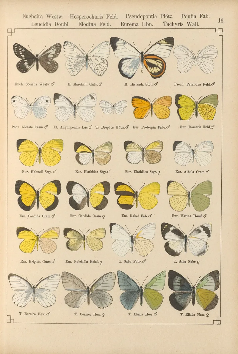 Exotische Schmetterlinge Pl 016 Wall Art by Otto Staudinger - High-Resolution Digital Print