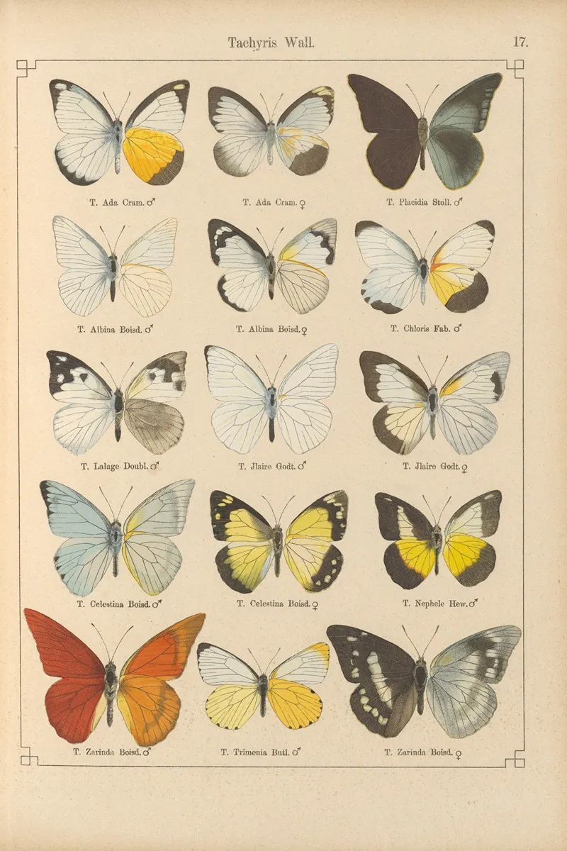 Exotische Schmetterlinge Pl 017 Wall Art by Otto Staudinger - High-Resolution Digital Print