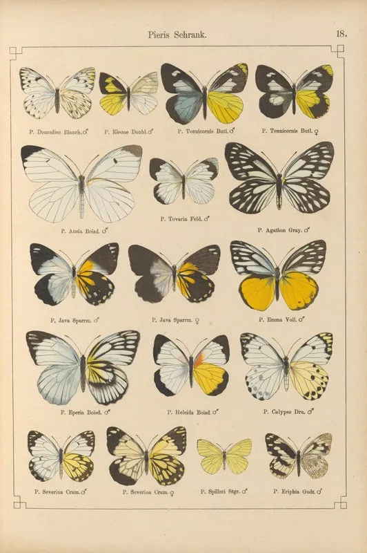 Exotische Schmetterlinge Pl 018 Wall Art by Otto Staudinger - High-Resolution Digital Print