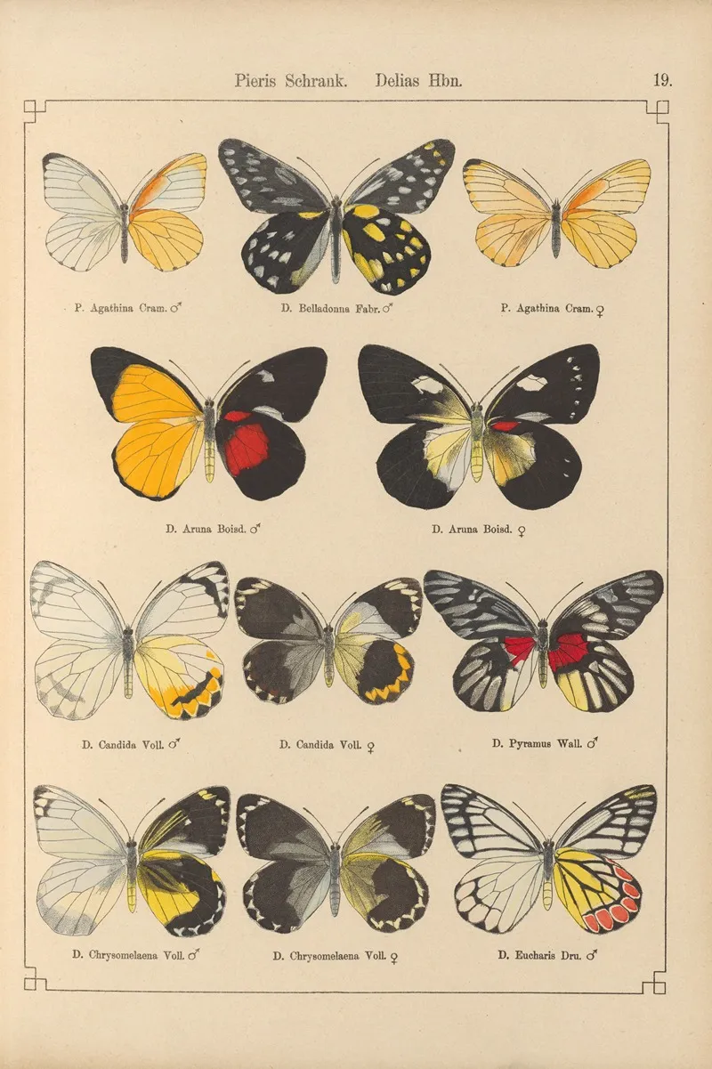 Exotische Schmetterlinge Pl 019 Wall Art by Otto Staudinger - High-Resolution Digital Print