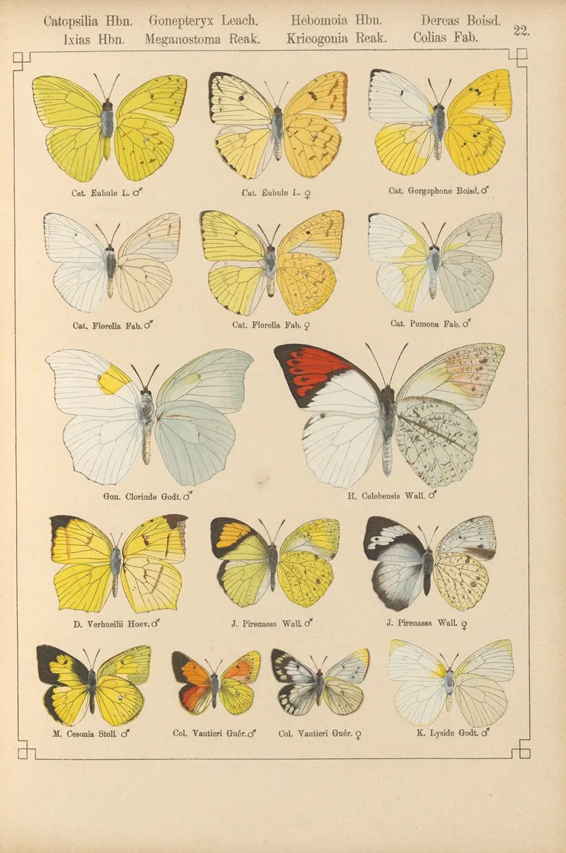 Exotische Schmetterlinge Pl 022 Wall Art by Otto Staudinger - High-Resolution Digital Print