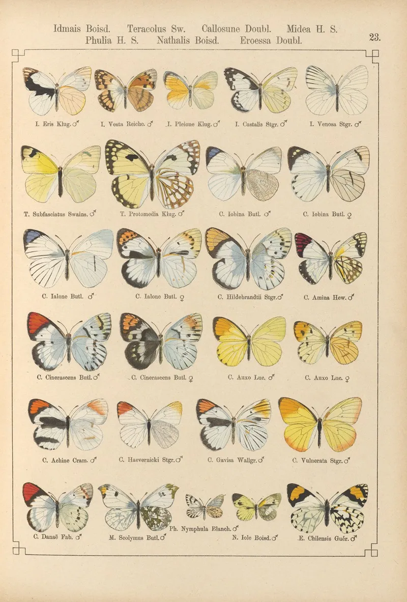 Exotische Schmetterlinge Pl 023 Wall Art by Otto Staudinger - High-Resolution Digital Print