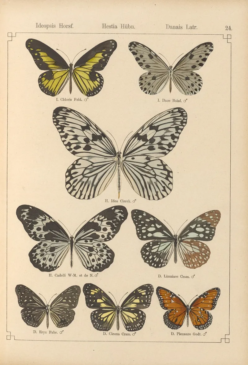 Exotische Schmetterlinge Pl 024 Wall Art by Otto Staudinger - High-Resolution Digital Print