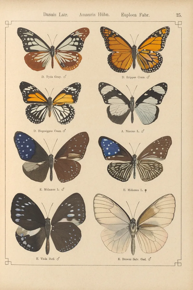 Exotische Schmetterlinge Pl 025 Wall Art by Otto Staudinger - High-Resolution Digital Print