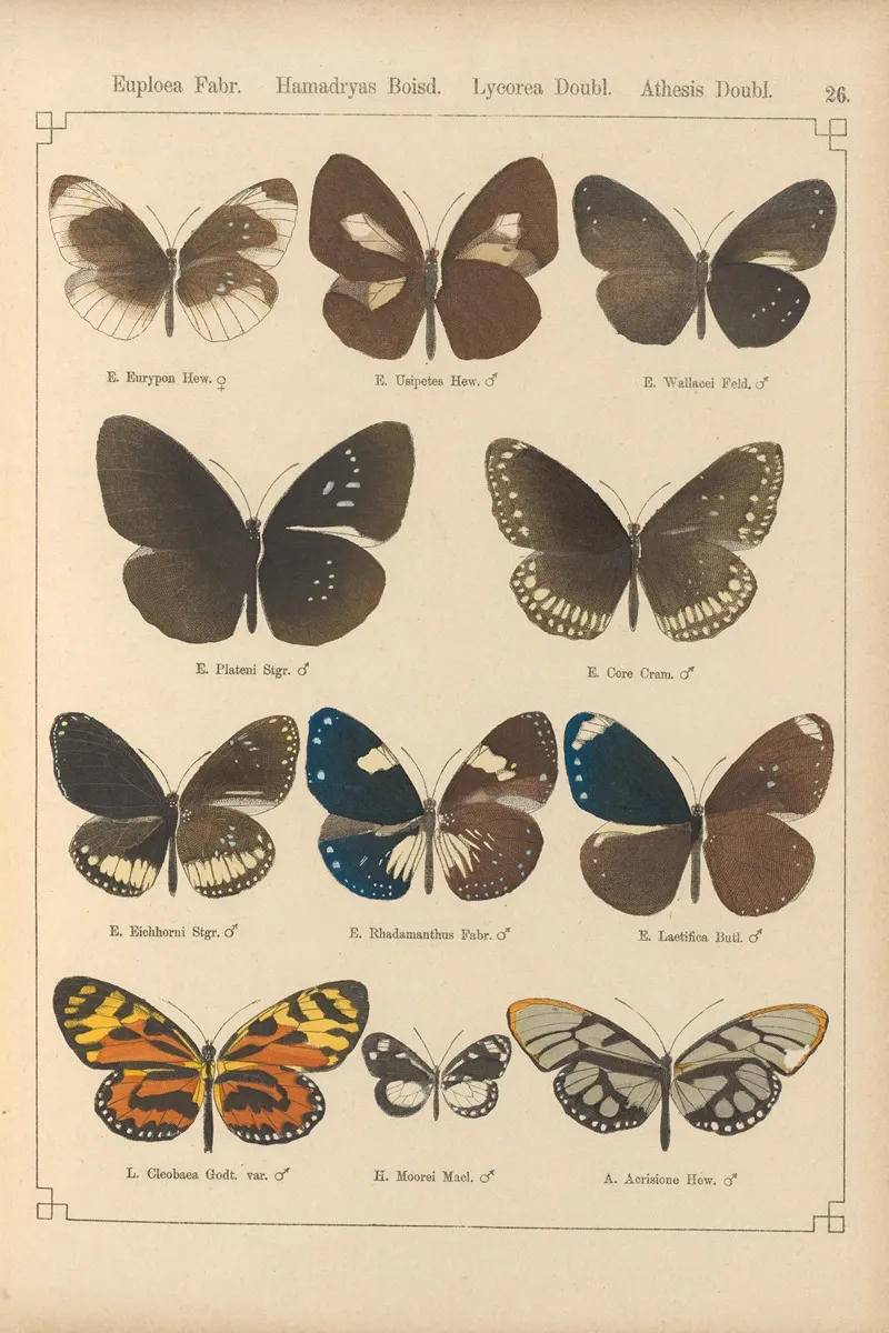 Exotische Schmetterlinge Pl 026 Wall Art by Otto Staudinger - High-Resolution Digital Print