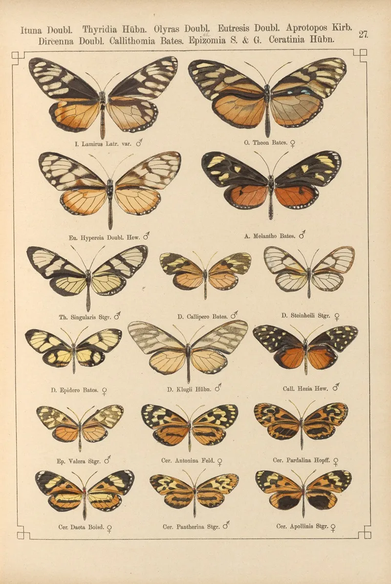 Exotische Schmetterlinge Pl 027 Wall Art by Otto Staudinger - High-Resolution Digital Print