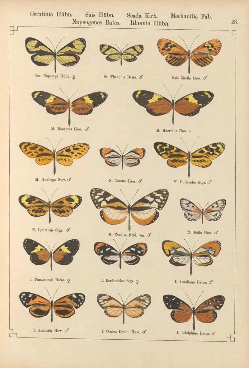 Exotische Schmetterlinge Pl 028 Wall Art by Otto Staudinger - High-Resolution Digital Print