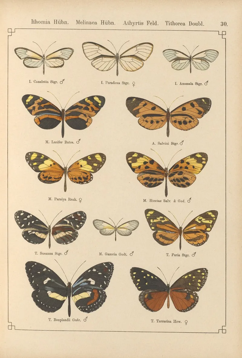 Exotische Schmetterlinge Pl 030 Wall Art by Otto Staudinger - High-Resolution Digital Print