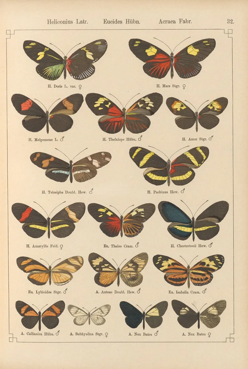 Exotische Schmetterlinge Pl 032 Wall Art by Otto Staudinger - High-Resolution Digital Print