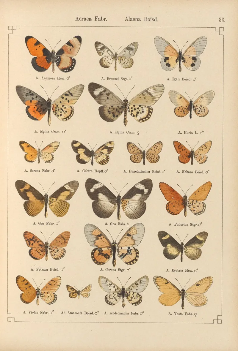 Exotische Schmetterlinge Pl 033 Wall Art by Otto Staudinger - High-Resolution Digital Print