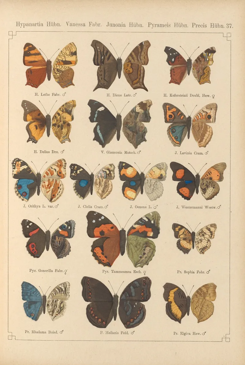 Exotische Schmetterlinge Pl 037 Wall Art by Otto Staudinger - High-Resolution Digital Print