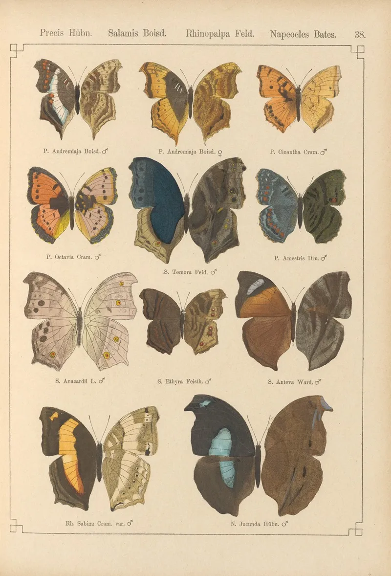 Exotische Schmetterlinge Pl 038 Wall Art by Otto Staudinger - High-Resolution Digital Print