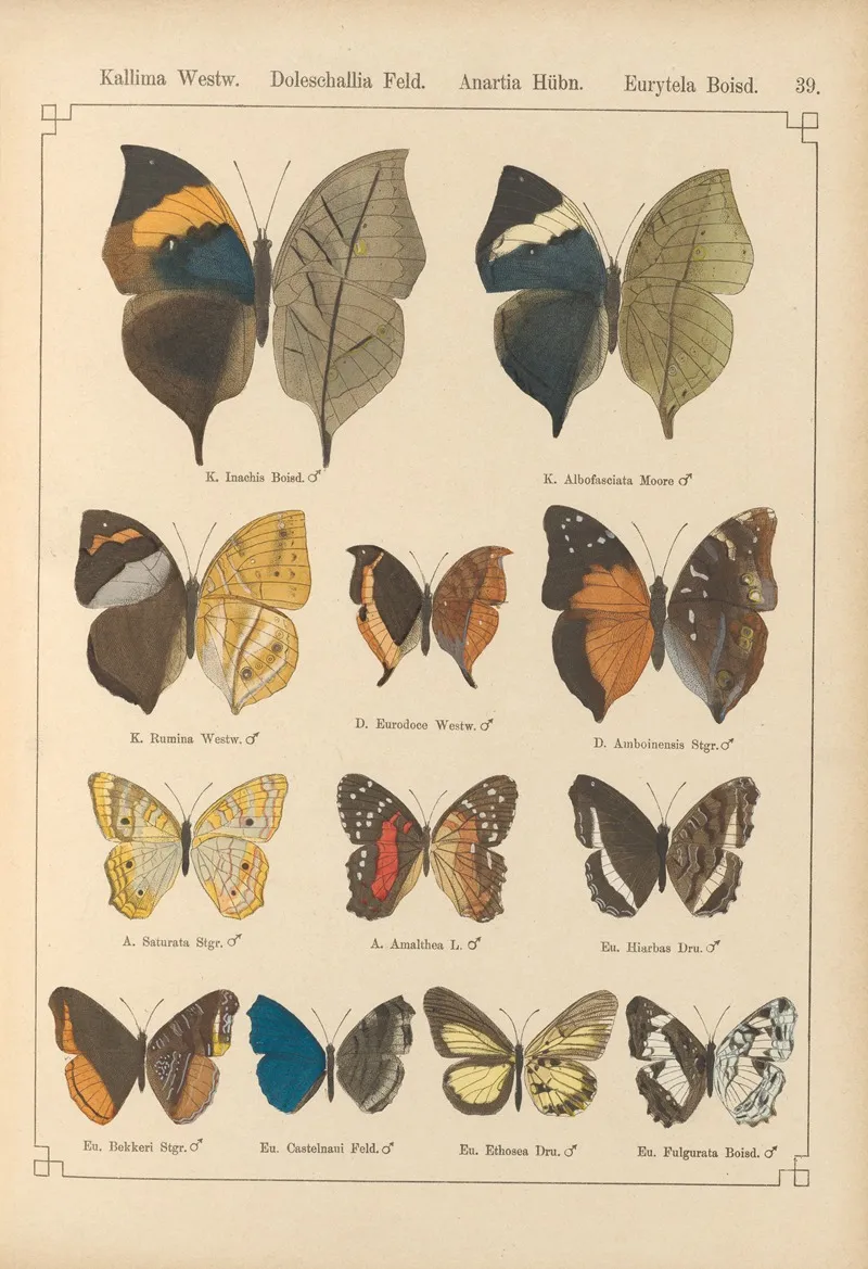 Exotische Schmetterlinge Pl 039 Wall Art by Otto Staudinger - High-Resolution Digital Print