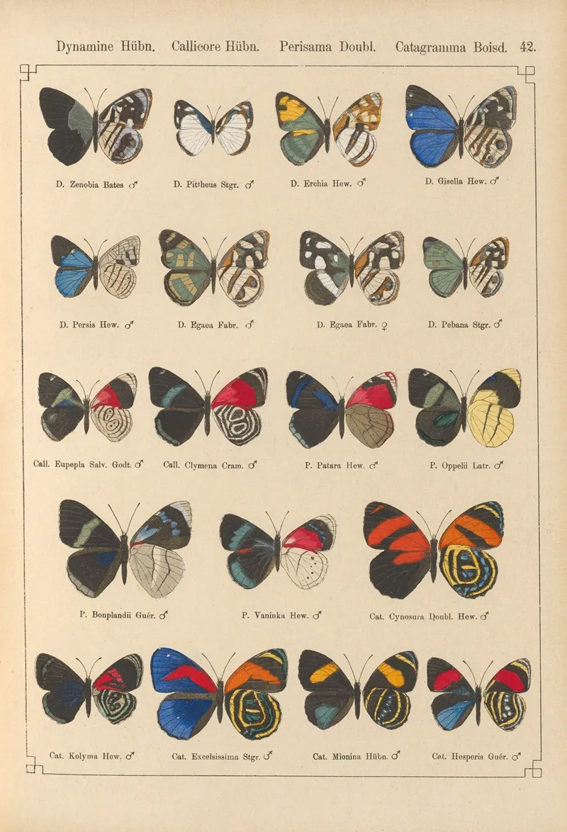 Exotische Schmetterlinge Pl 042 Wall Art by Otto Staudinger - High-Resolution Digital Print