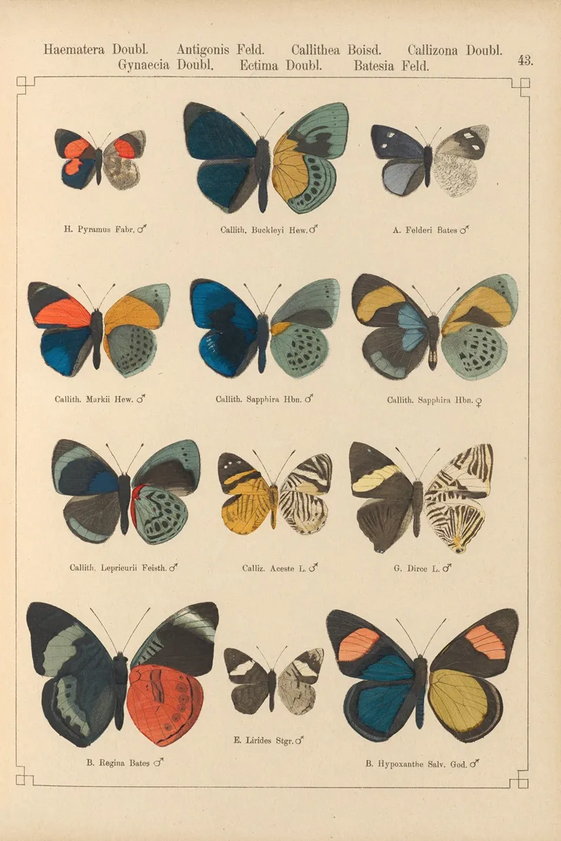 Exotische Schmetterlinge Pl 043 Wall Art by Otto Staudinger - High-Resolution Digital Print