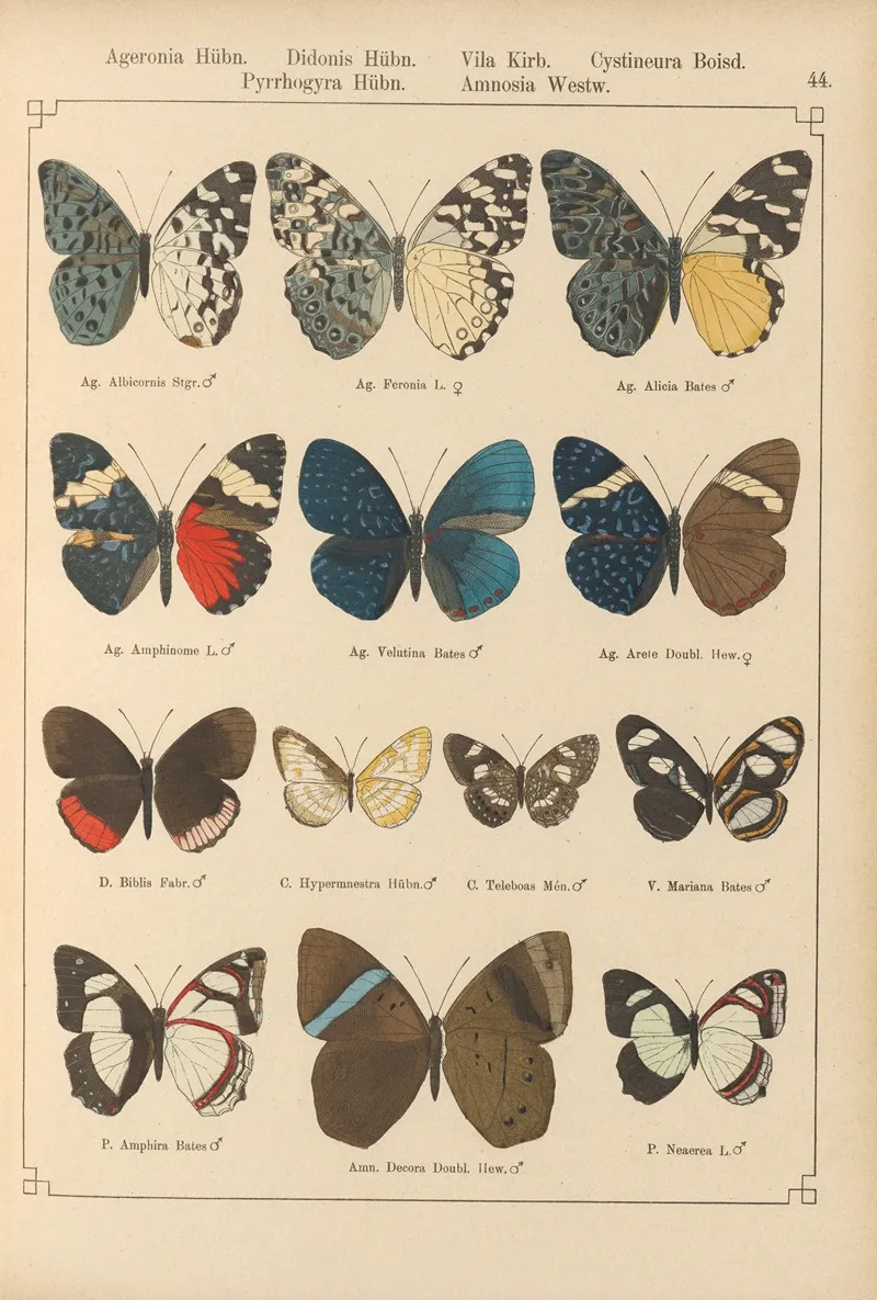 Exotische Schmetterlinge Pl 044 Wall Art by Otto Staudinger - High-Resolution Digital Print