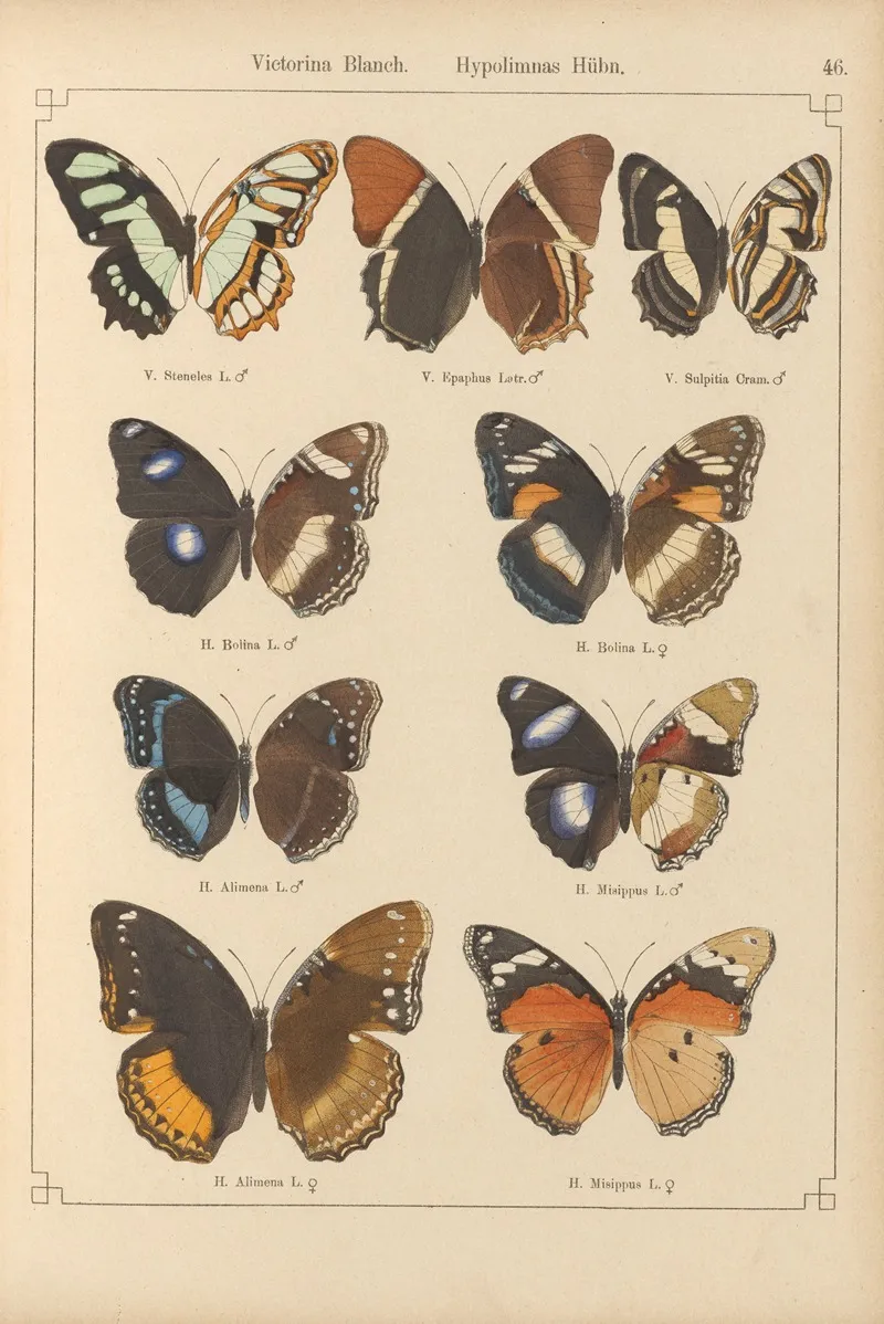 Exotische Schmetterlinge Pl 046 Wall Art by Otto Staudinger - High-Resolution Digital Print