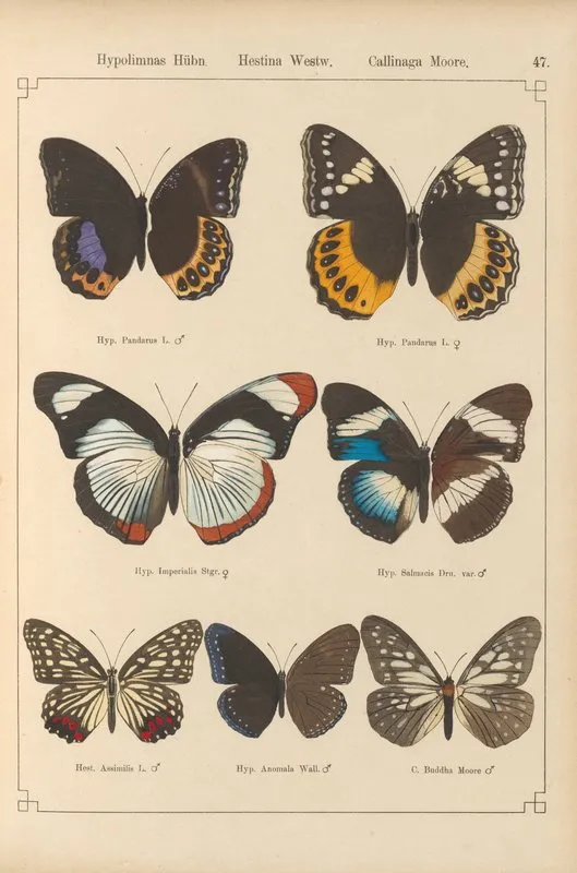 Exotische Schmetterlinge Pl 047 Wall Art by Otto Staudinger - High-Resolution Digital Print