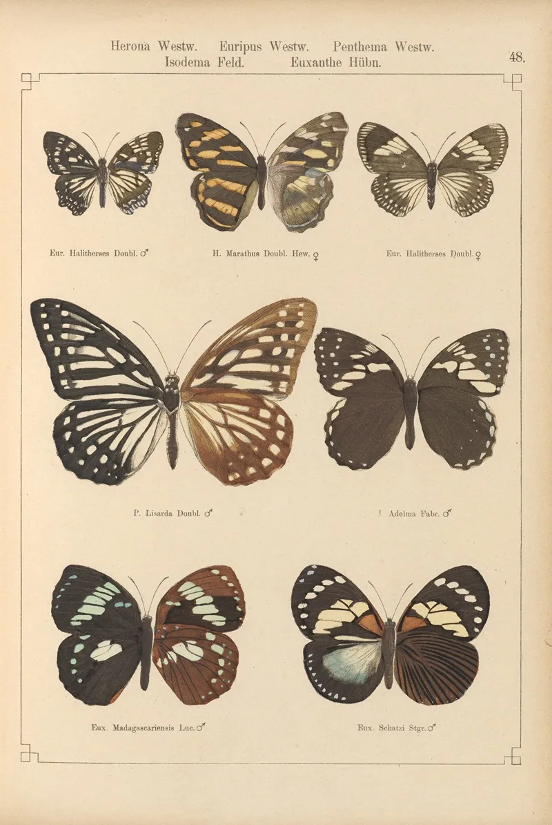 Exotische Schmetterlinge Pl 048 Wall Art by Otto Staudinger - High-Resolution Digital Print