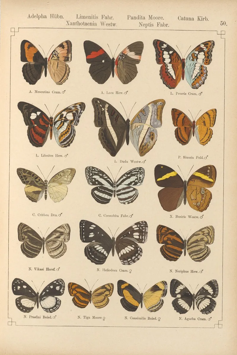 Exotische Schmetterlinge Pl 050 Wall Art by Otto Staudinger - High-Resolution Digital Print