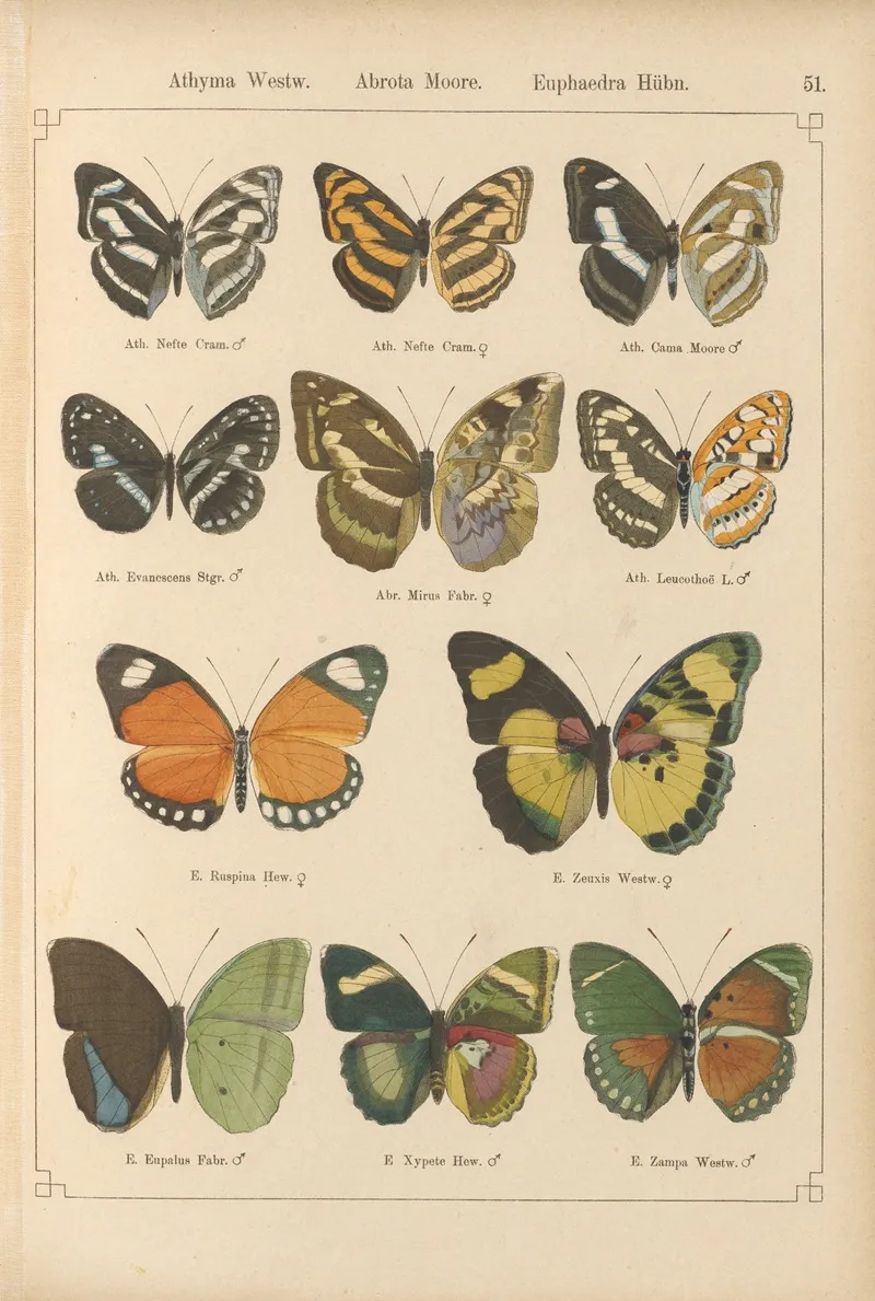Exotische Schmetterlinge Pl 051 Wall Art by Otto Staudinger - High-Resolution Digital Print