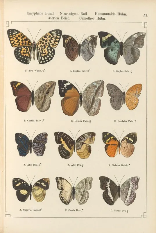 Exotische Schmetterlinge Pl 052 Wall Art by Otto Staudinger - High-Resolution Digital Print
