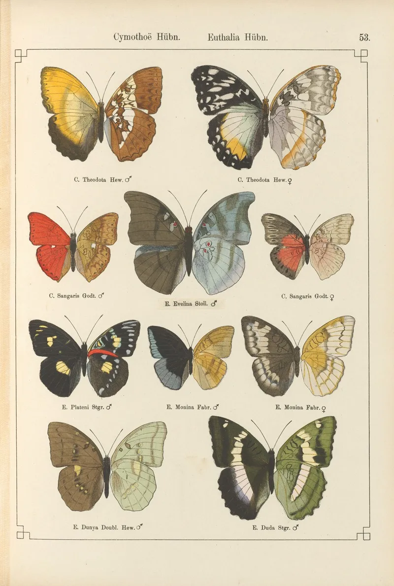 Exotische Schmetterlinge Pl 053 Wall Art by Otto Staudinger - High-Resolution Digital Print