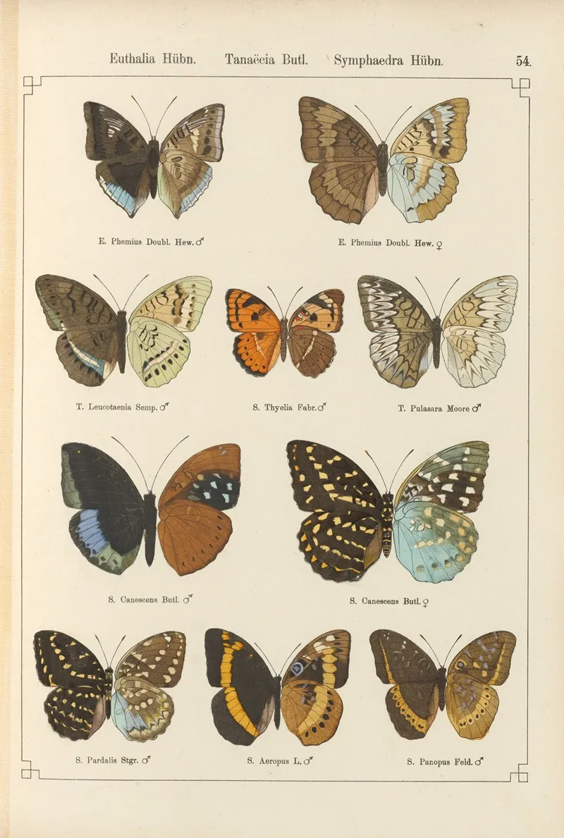 Exotische Schmetterlinge Pl 054 Wall Art by Otto Staudinger - High-Resolution Digital Print