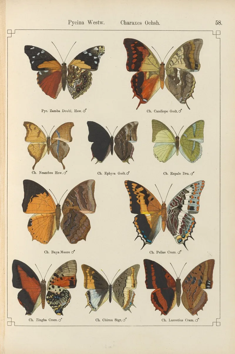 Exotische Schmetterlinge Pl 058 Wall Art by Otto Staudinger - High-Resolution Digital Print