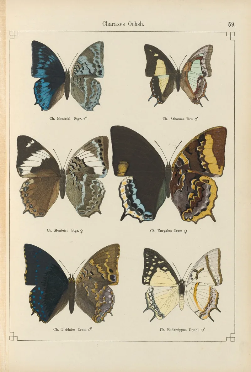 Exotische Schmetterlinge Pl 059 Wall Art by Otto Staudinger - High-Resolution Digital Print