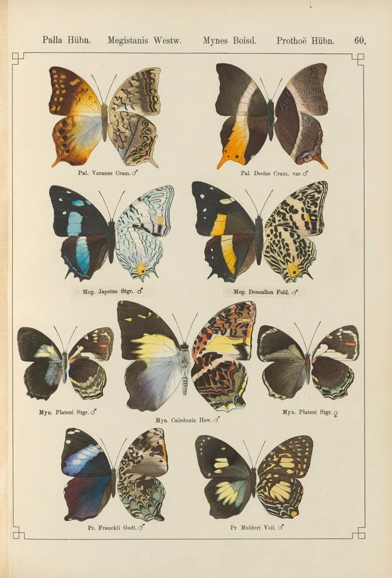 Exotische Schmetterlinge Pl 060 Wall Art by Otto Staudinger - High-Resolution Digital Print