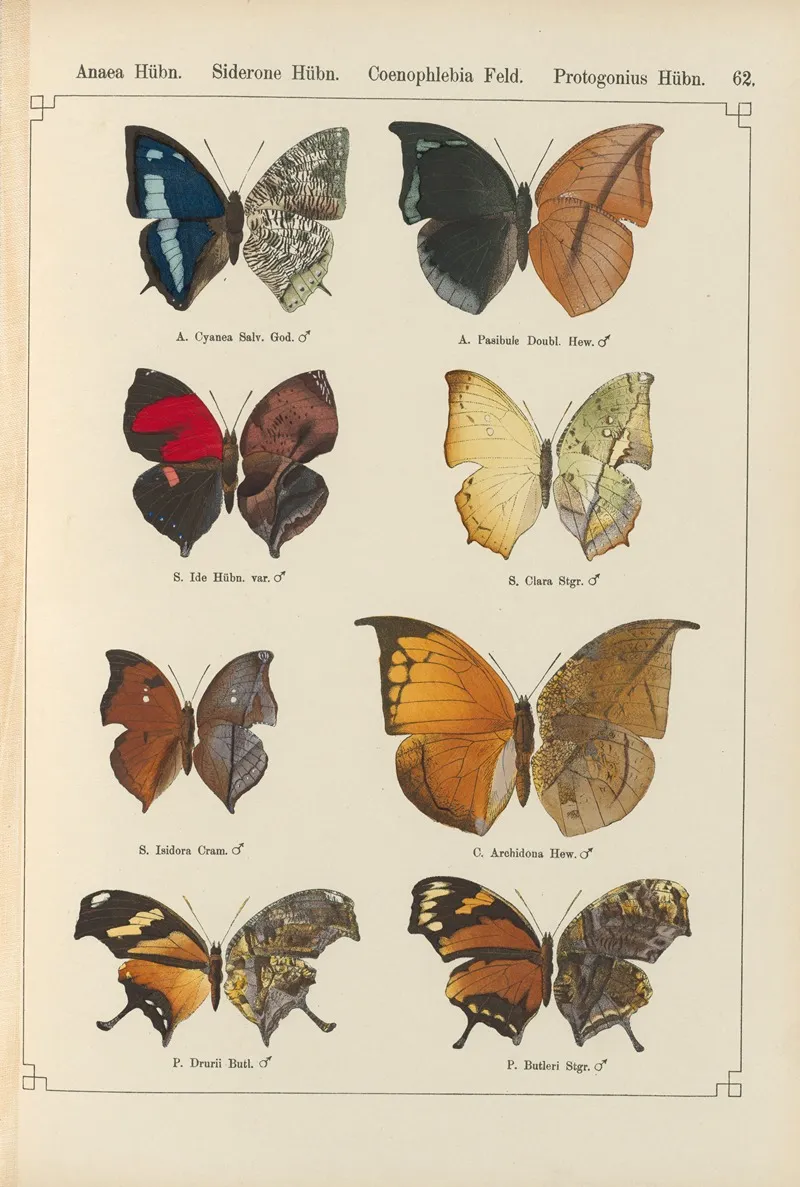 Exotische Schmetterlinge Pl 062 Wall Art by Otto Staudinger - High-Resolution Digital Print