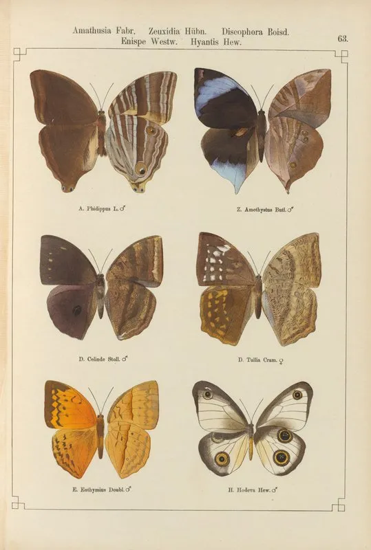 Exotische Schmetterlinge Pl 063 Wall Art by Otto Staudinger - High-Resolution Digital Print