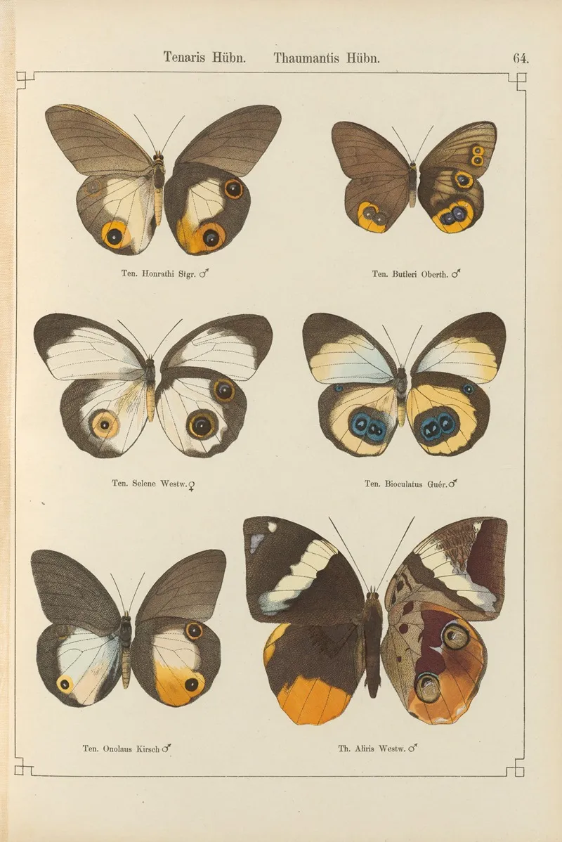 Exotische Schmetterlinge Pl 064 Wall Art by Otto Staudinger - High-Resolution Digital Print