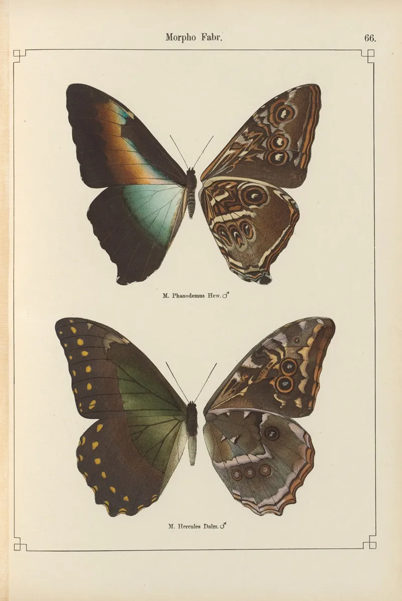 Exotische Schmetterlinge Pl 066 Wall Art by Otto Staudinger - High-Resolution Digital Print
