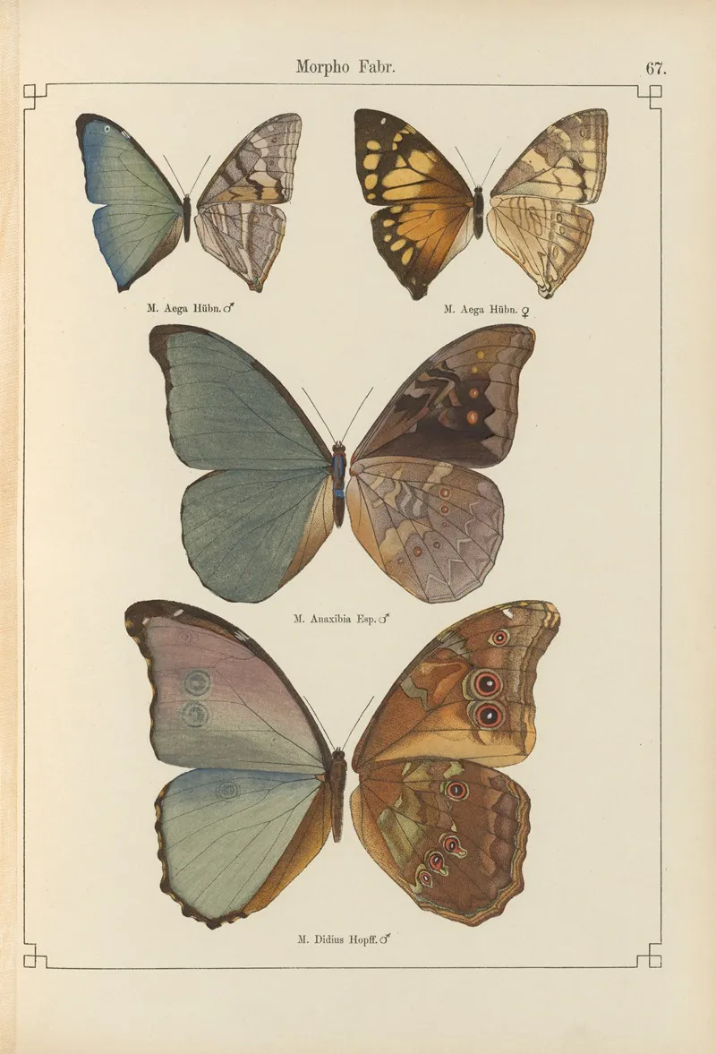 Exotische Schmetterlinge Pl 067 Wall Art by Otto Staudinger - High-Resolution Digital Print