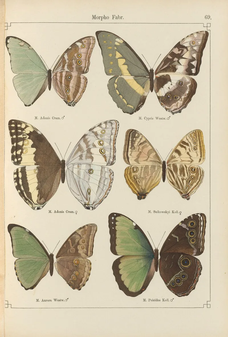 Exotische Schmetterlinge Pl 069 Wall Art by Otto Staudinger - High-Resolution Digital Print