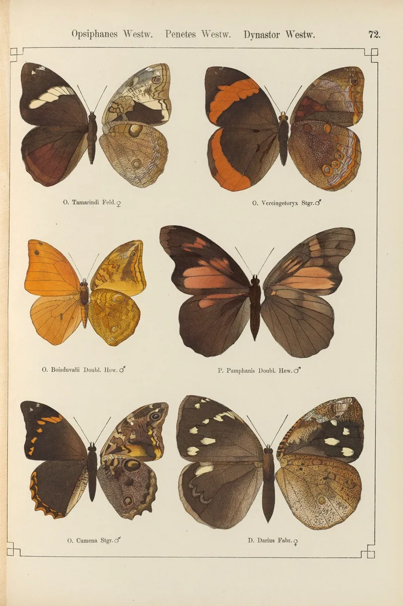 Exotische Schmetterlinge Pl 072 Wall Art by Otto Staudinger - High-Resolution Digital Print