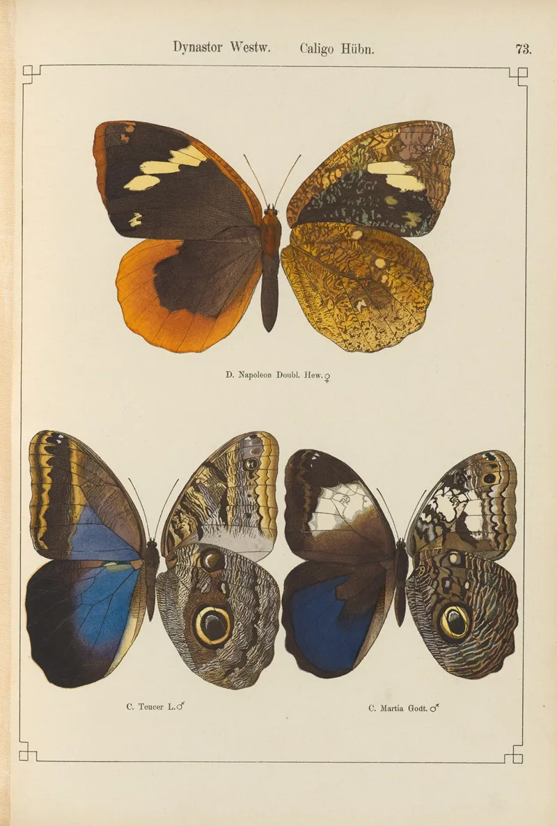 Exotische Schmetterlinge Pl 073 Wall Art by Otto Staudinger - High-Resolution Digital Print