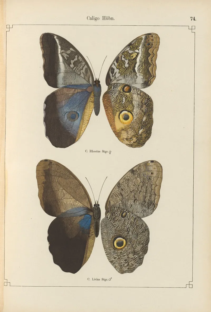 Exotische Schmetterlinge Pl 074 Wall Art by Otto Staudinger - High-Resolution Digital Print