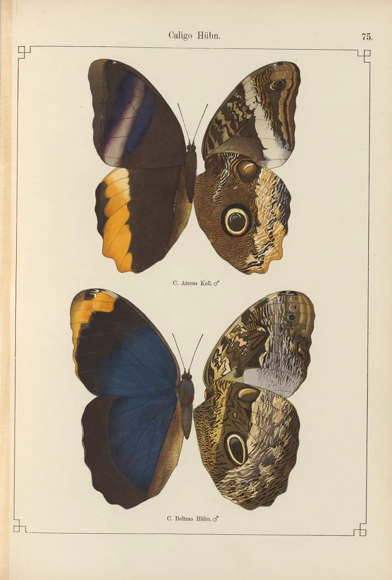 Exotische Schmetterlinge Pl 075 Wall Art by Otto Staudinger - High-Resolution Digital Print
