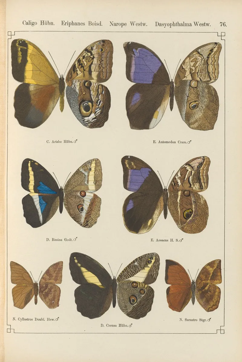 Exotische Schmetterlinge Pl 076 Wall Art by Otto Staudinger - High-Resolution Digital Print