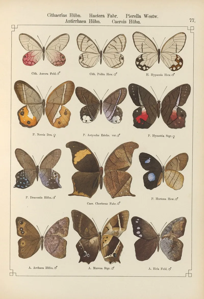 Exotische Schmetterlinge Pl 077 Wall Art by Otto Staudinger - High-Resolution Digital Print