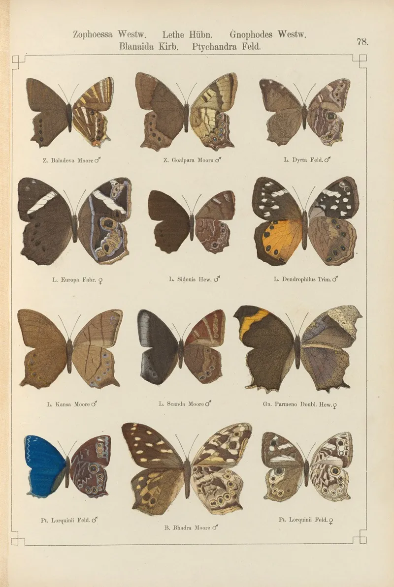 Exotische Schmetterlinge Pl 078 Wall Art by Otto Staudinger - High-Resolution Digital Print