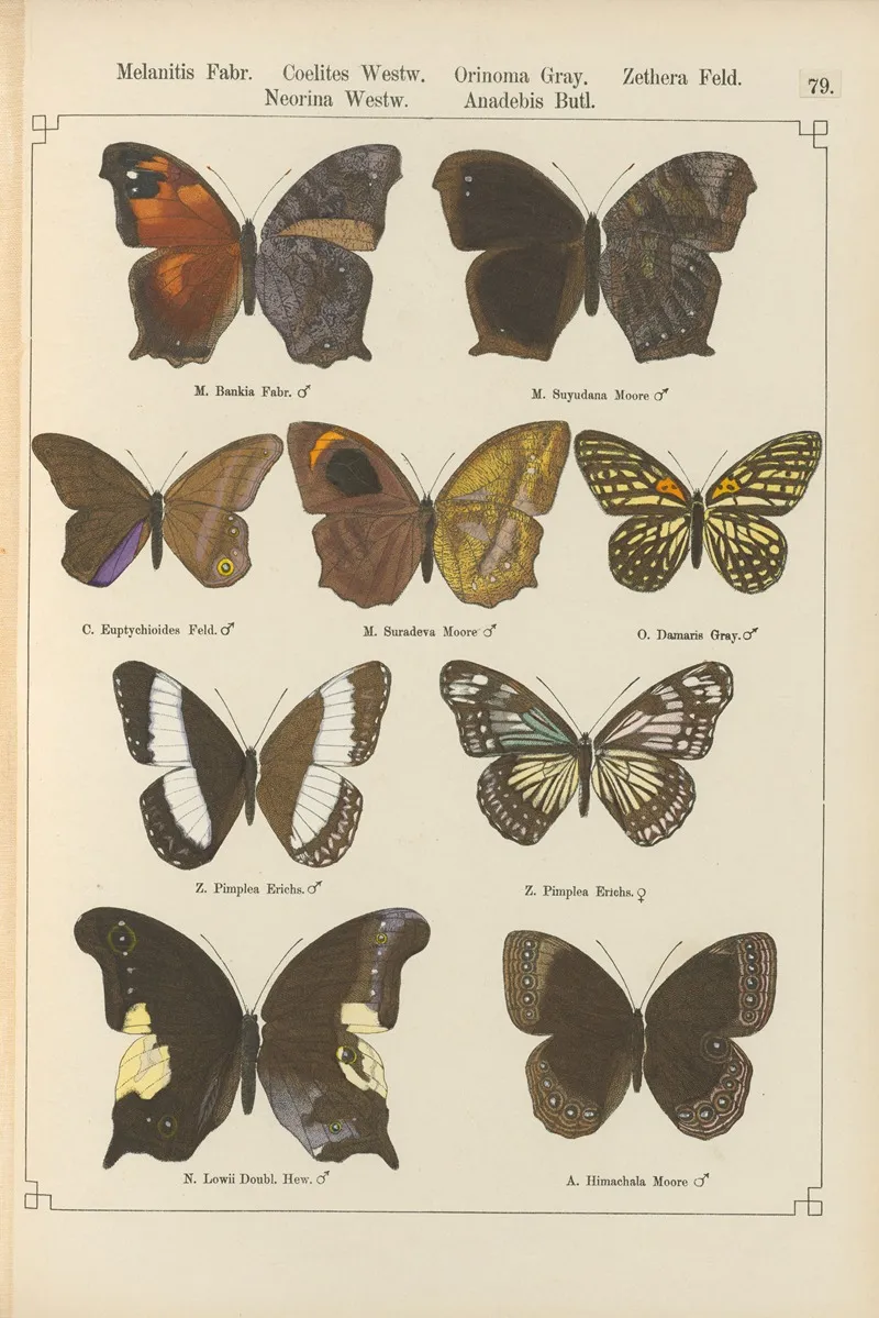 Exotische Schmetterlinge Pl 079 Wall Art by Otto Staudinger - High-Resolution Digital Print
